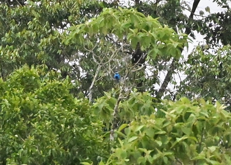 Turquoise Cotinga - ML639552209