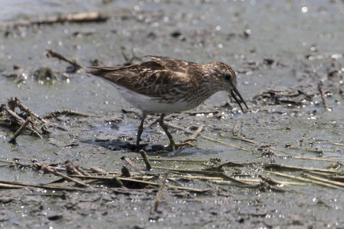 Least Sandpiper - ML63955221