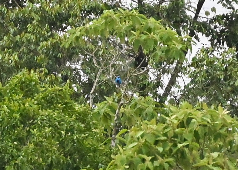Turquoise Cotinga - ML639552210