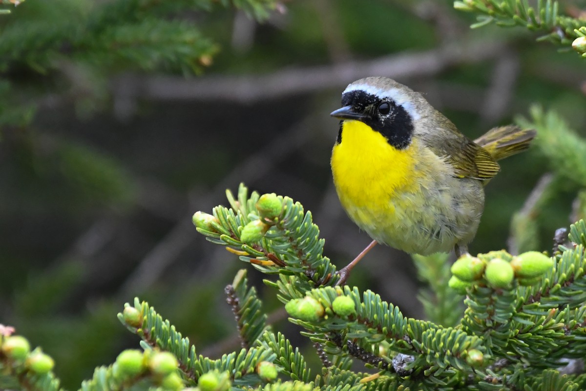 Common Yellowthroat - ML639552247