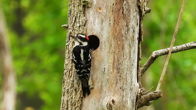 Downy Woodpecker - ML639552298