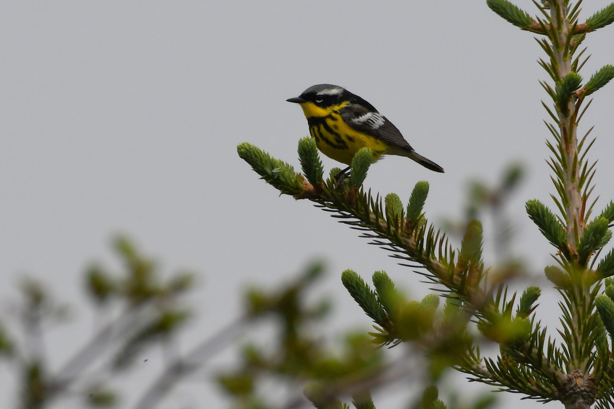 Magnolia Warbler - ML639552310