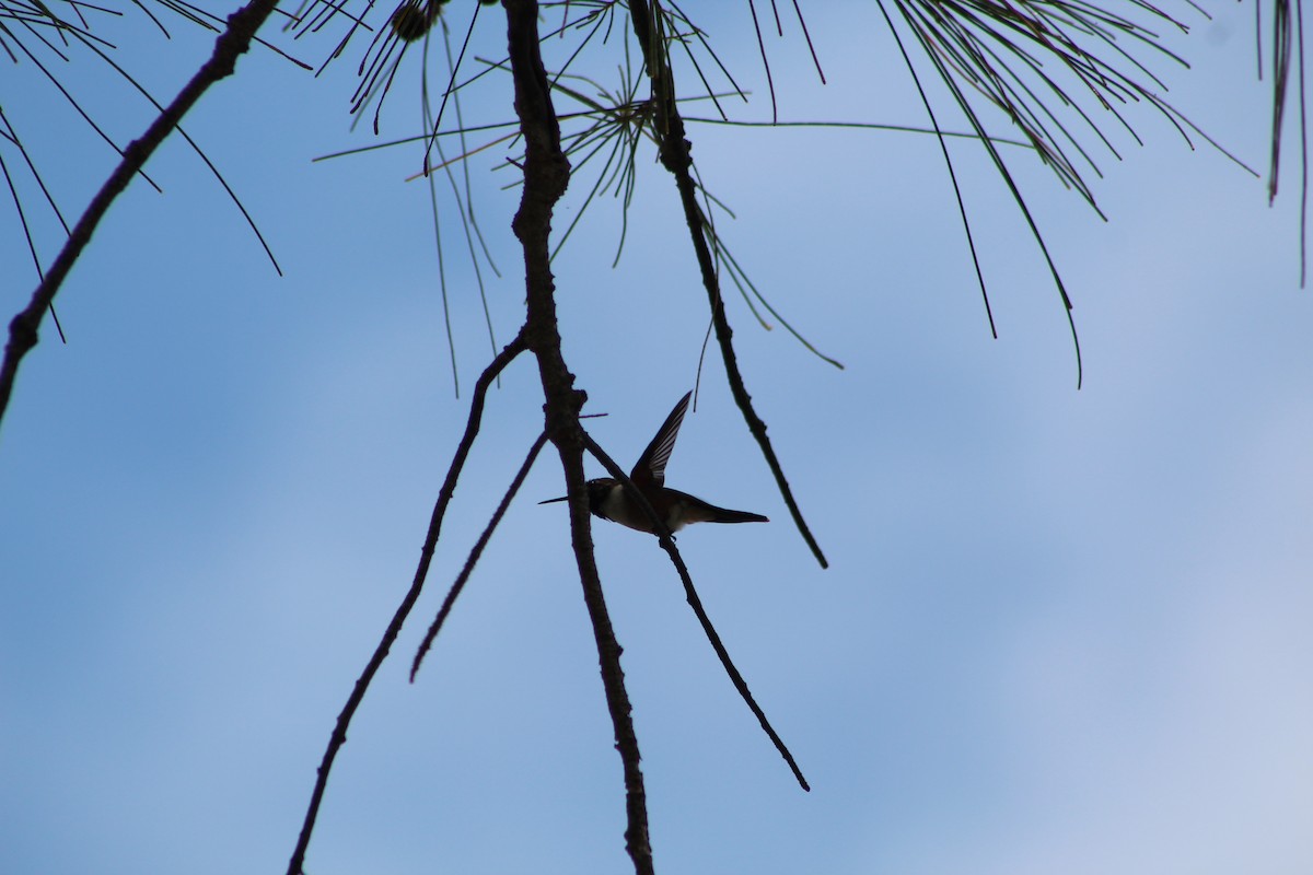 Bahama Woodstar - ML639552312