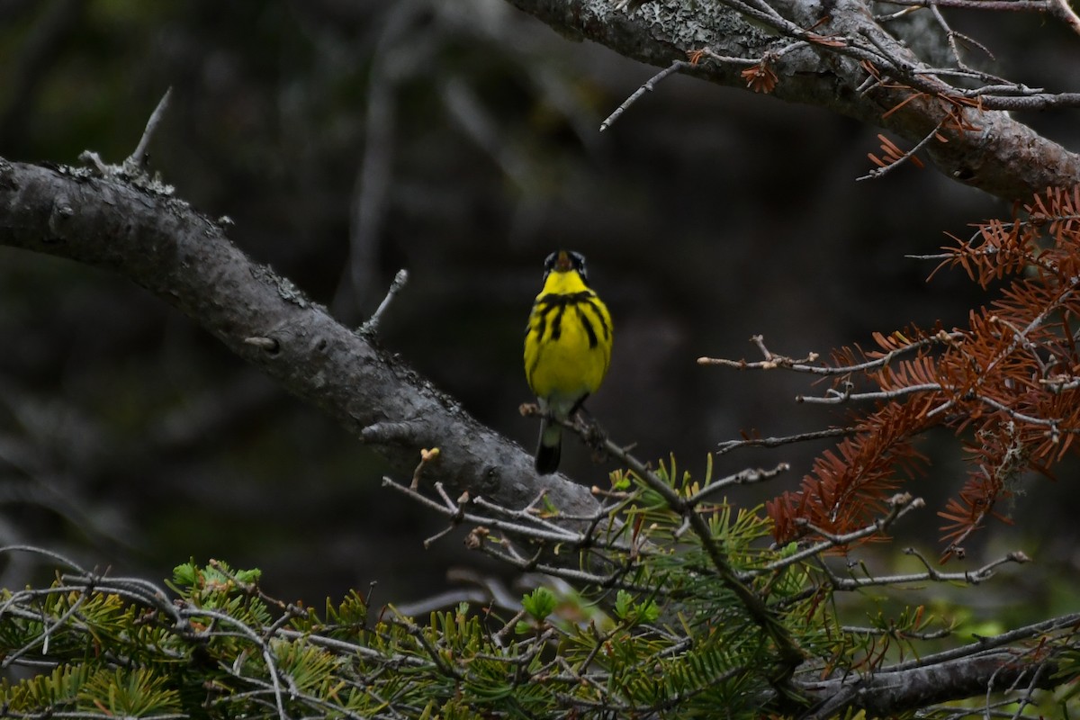 Magnolia Warbler - ML639552331