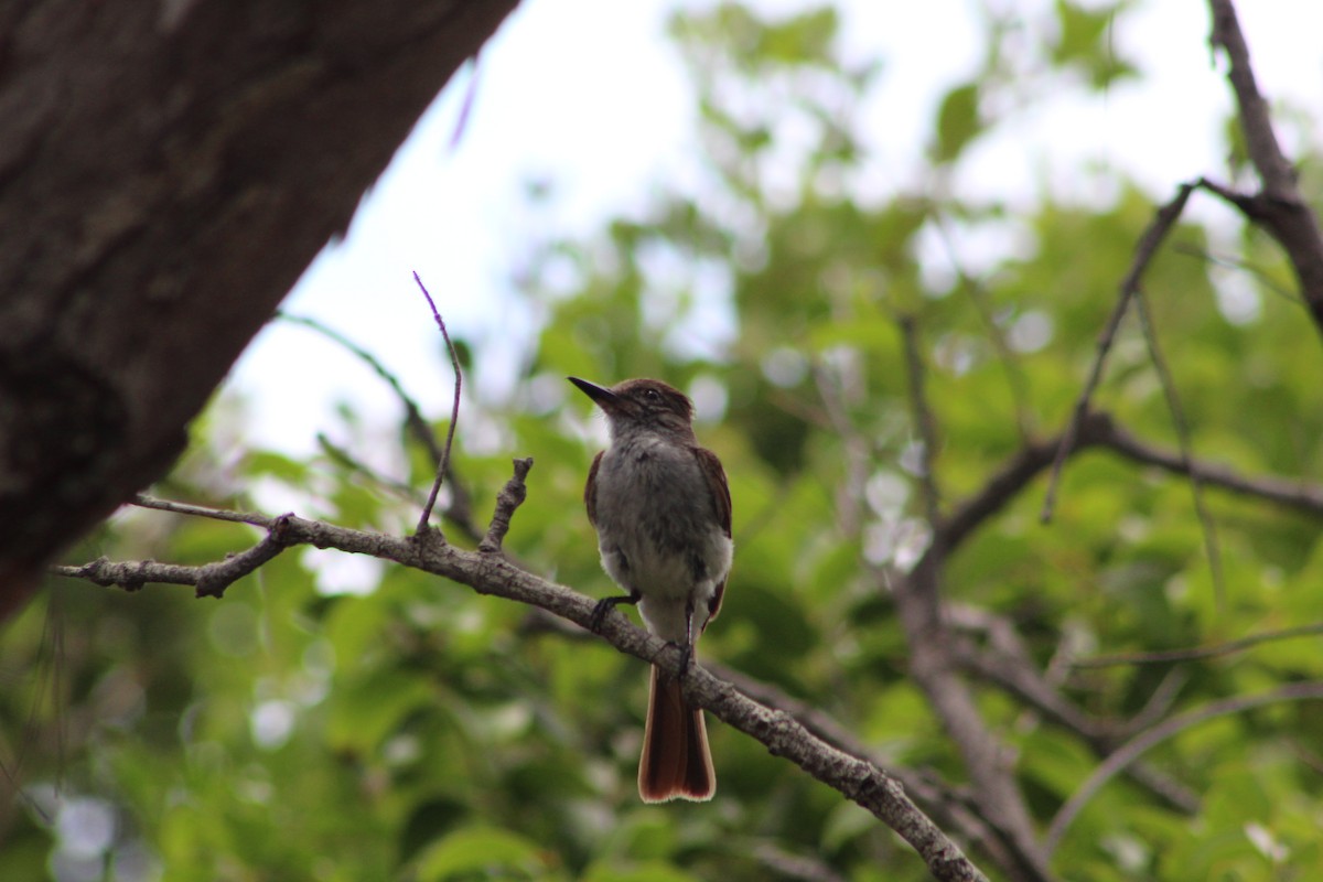 La Sagra's Flycatcher - ML639552338