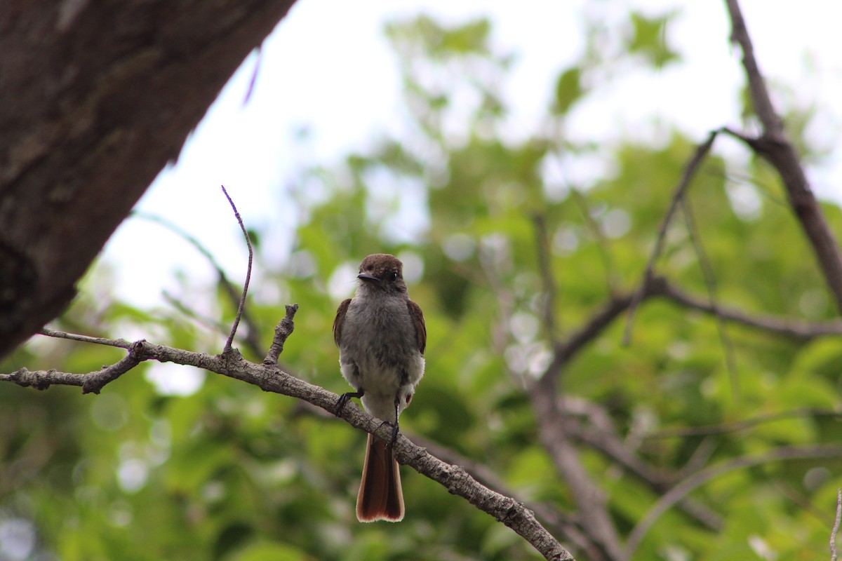 La Sagra's Flycatcher - ML639552339