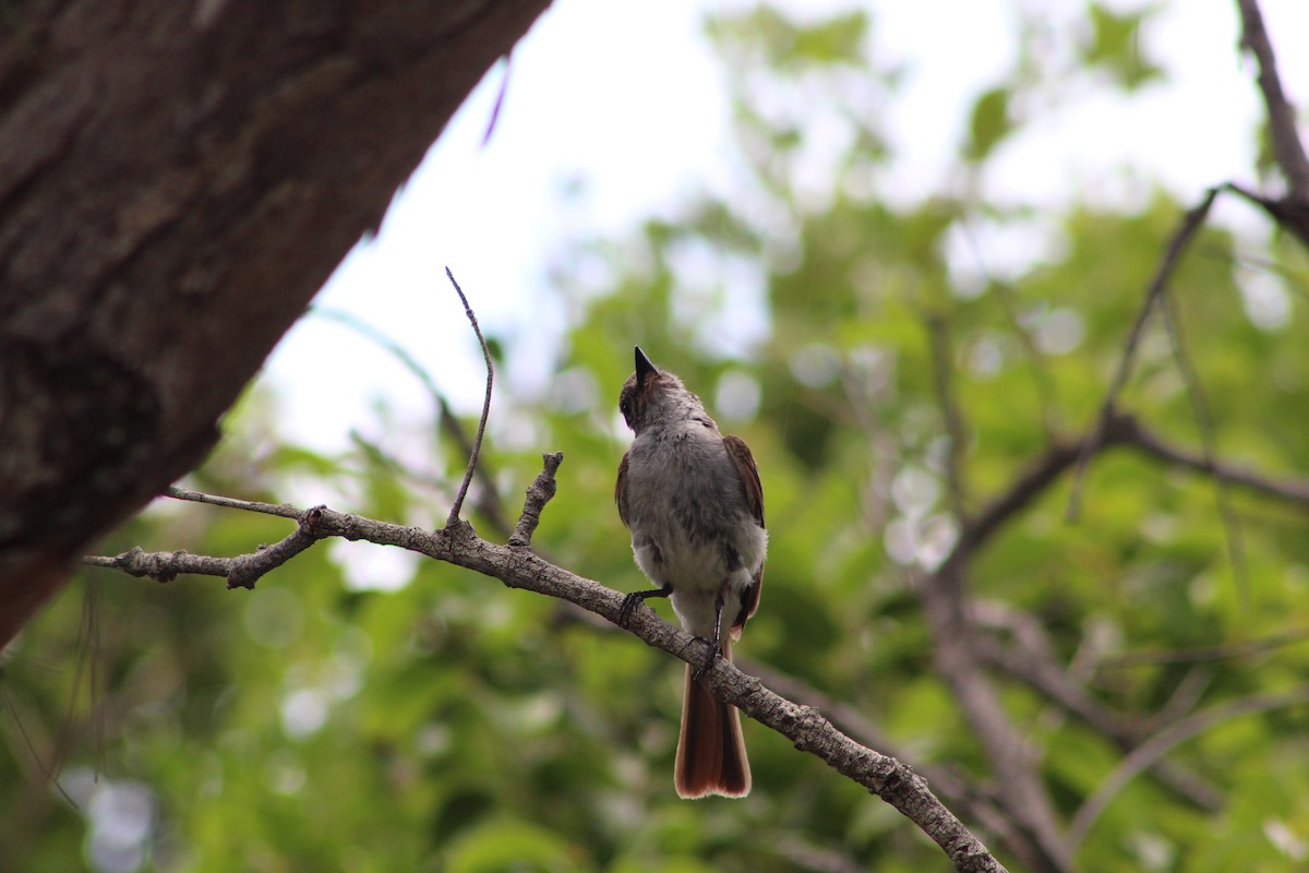 La Sagra's Flycatcher - ML639552340
