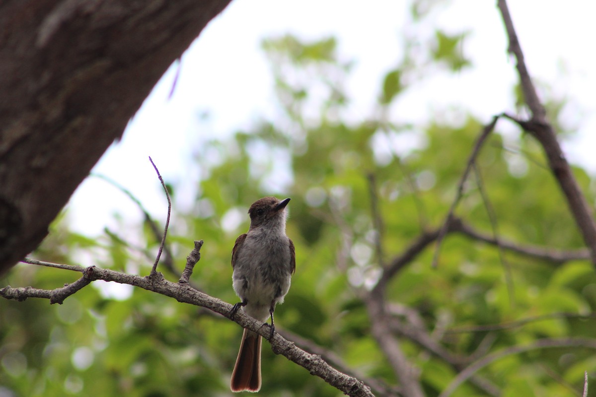 La Sagra's Flycatcher - ML639552341