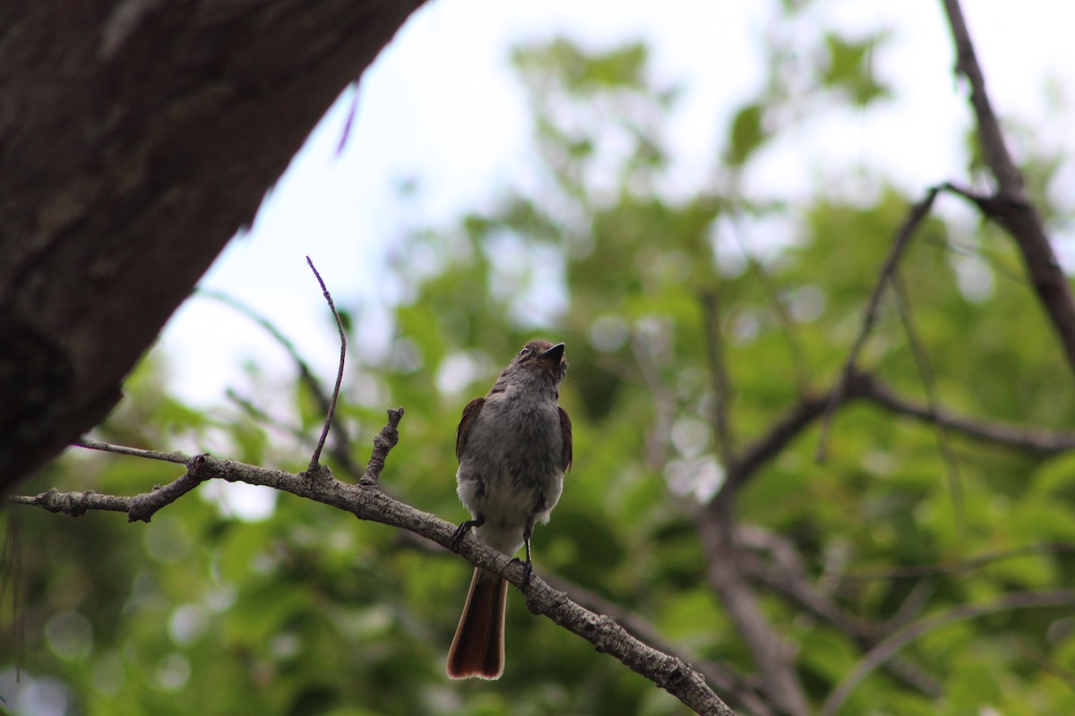La Sagra's Flycatcher - ML639552342