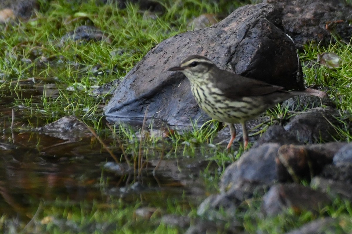 Northern Waterthrush - ML639552345