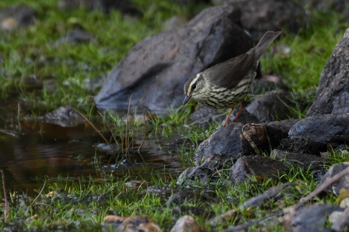 Northern Waterthrush - ML639552346