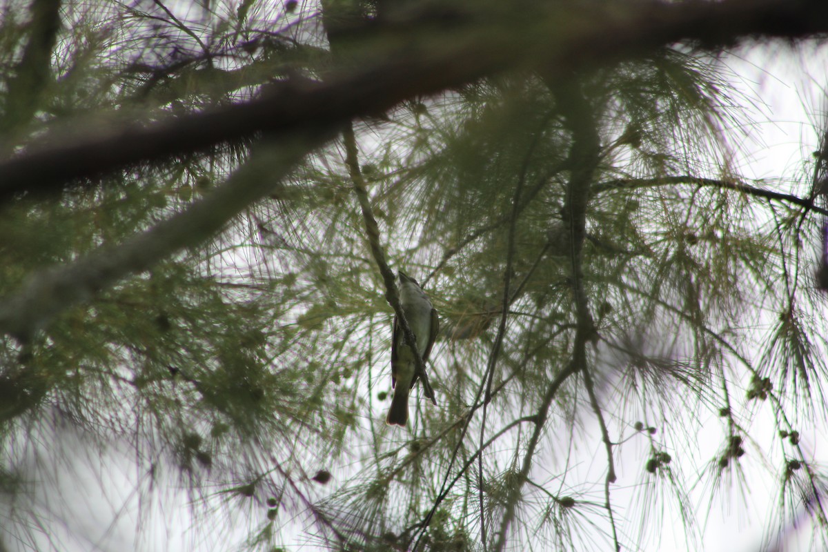 Gray Kingbird - ML639552355