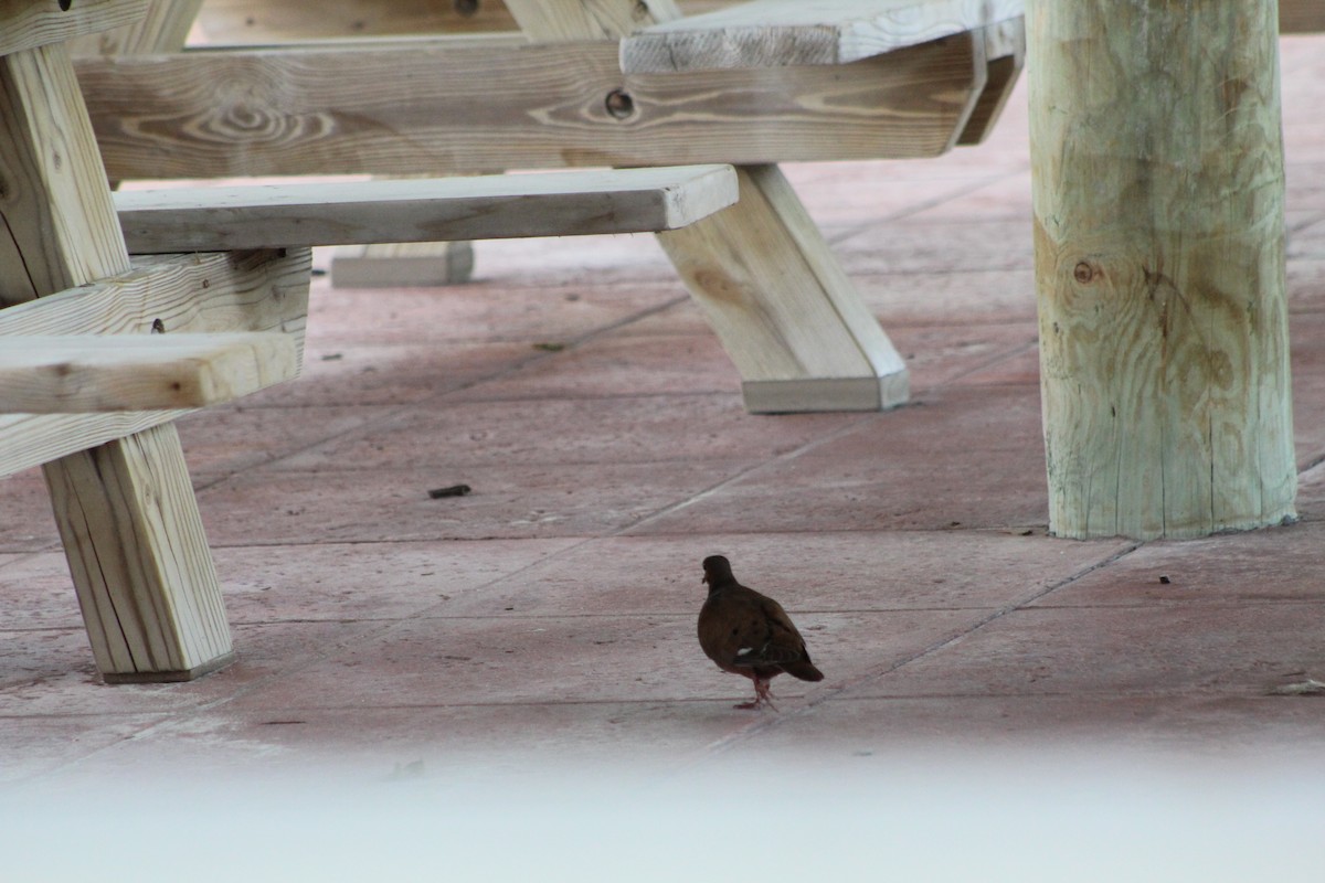 Zenaida Dove - ML639552380