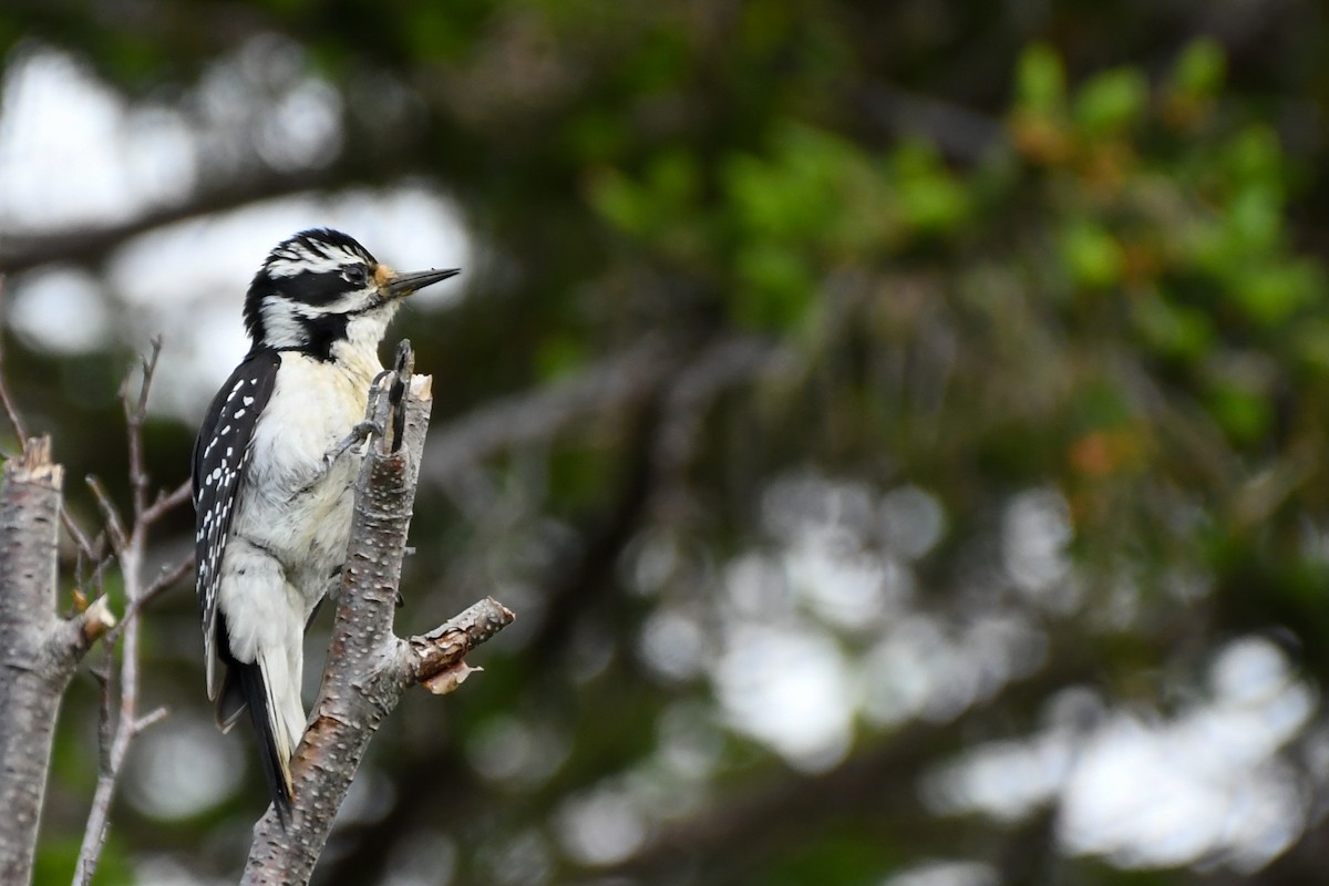 Hairy Woodpecker - ML639552383