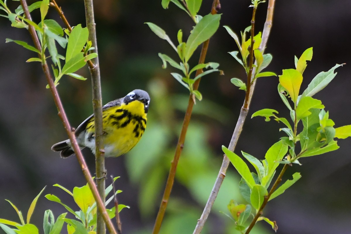 Magnolia Warbler - ML639552395