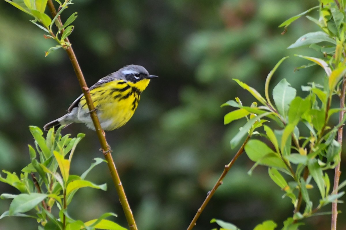 Magnolia Warbler - ML639552397