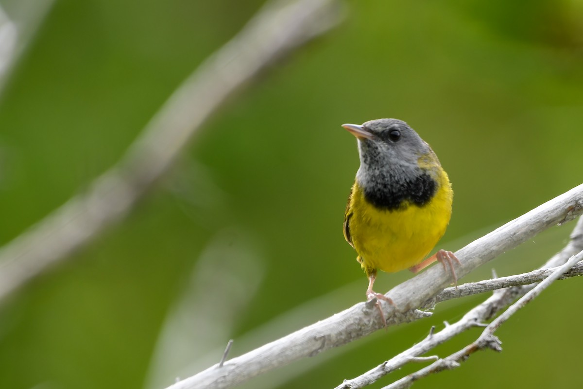 Mourning Warbler - ML639552400