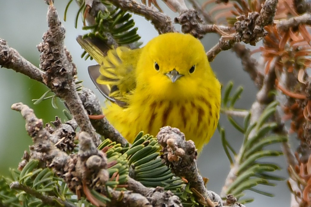 Northern Yellow Warbler - ML639552413