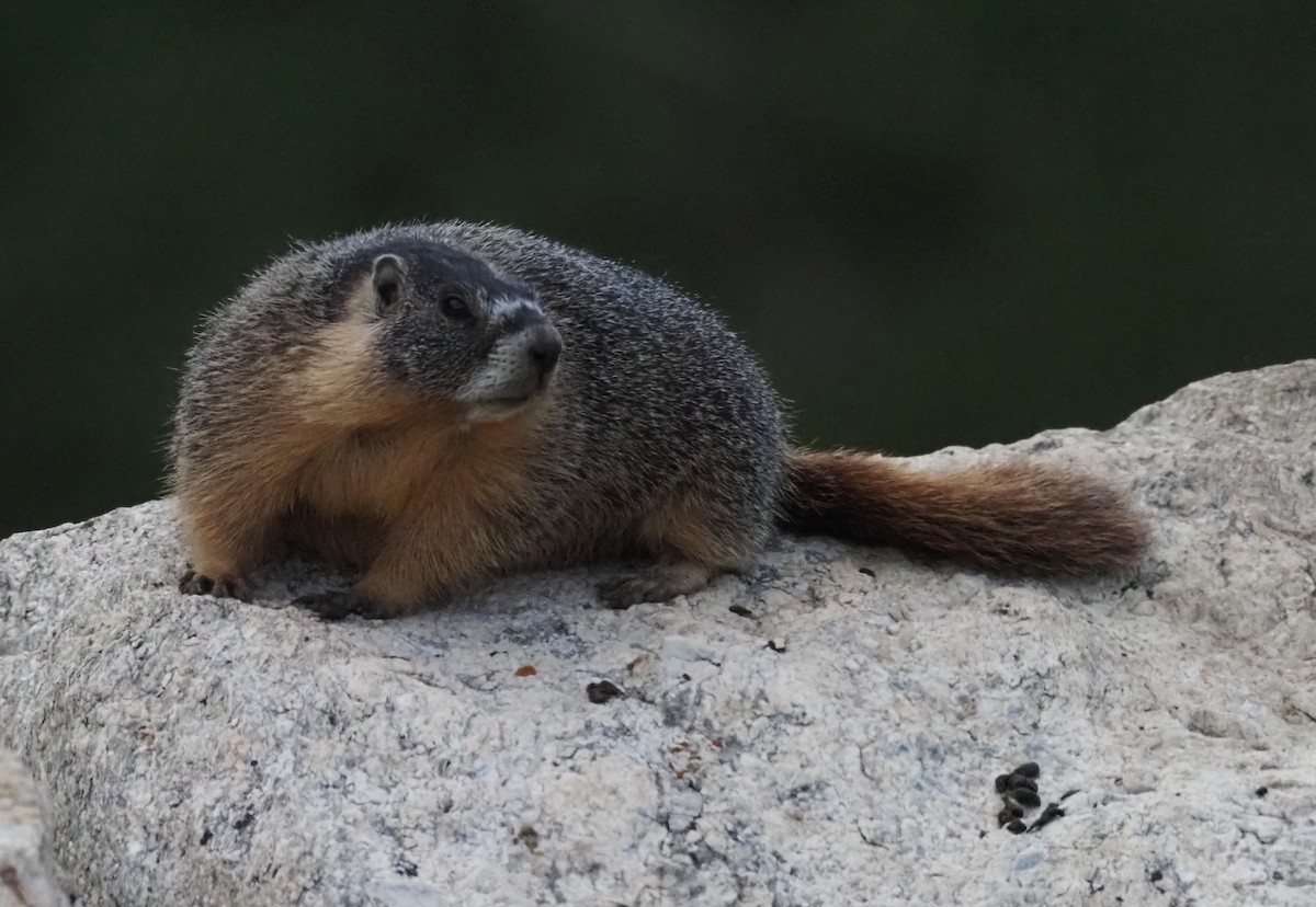 Animals - ML639552417