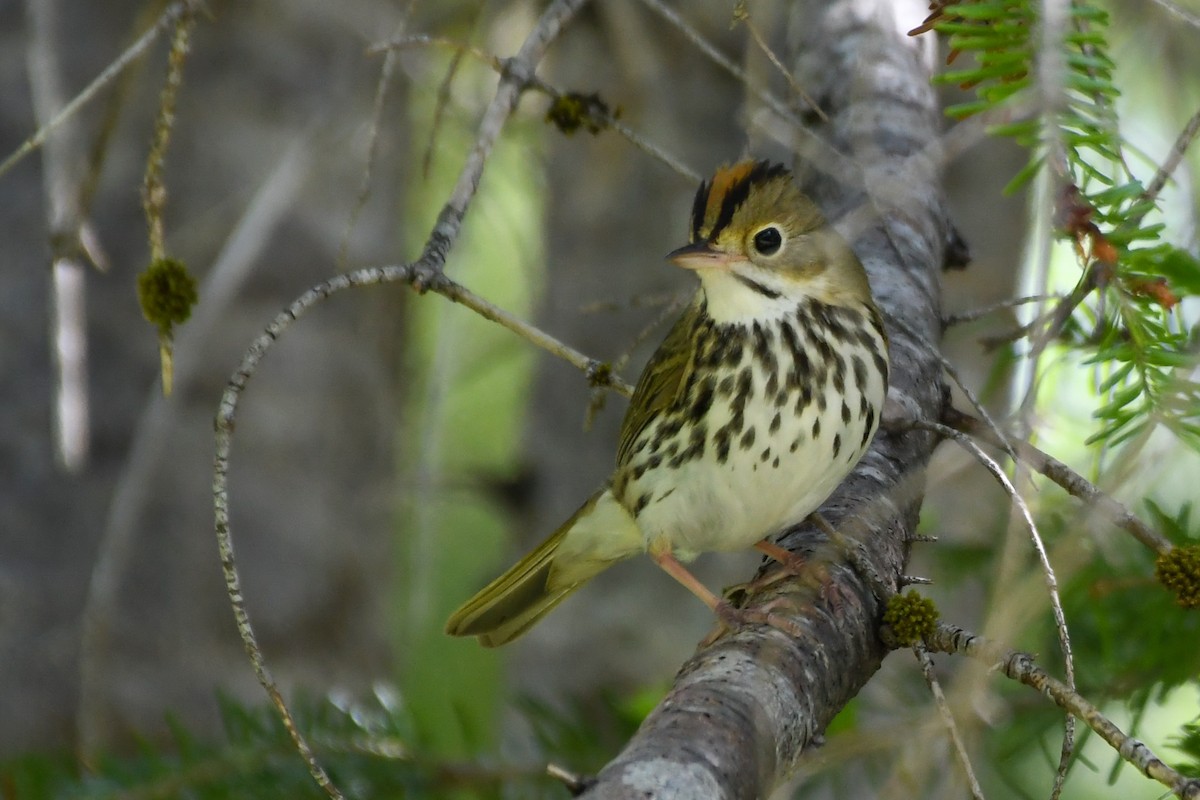 Ovenbird - ML639552460