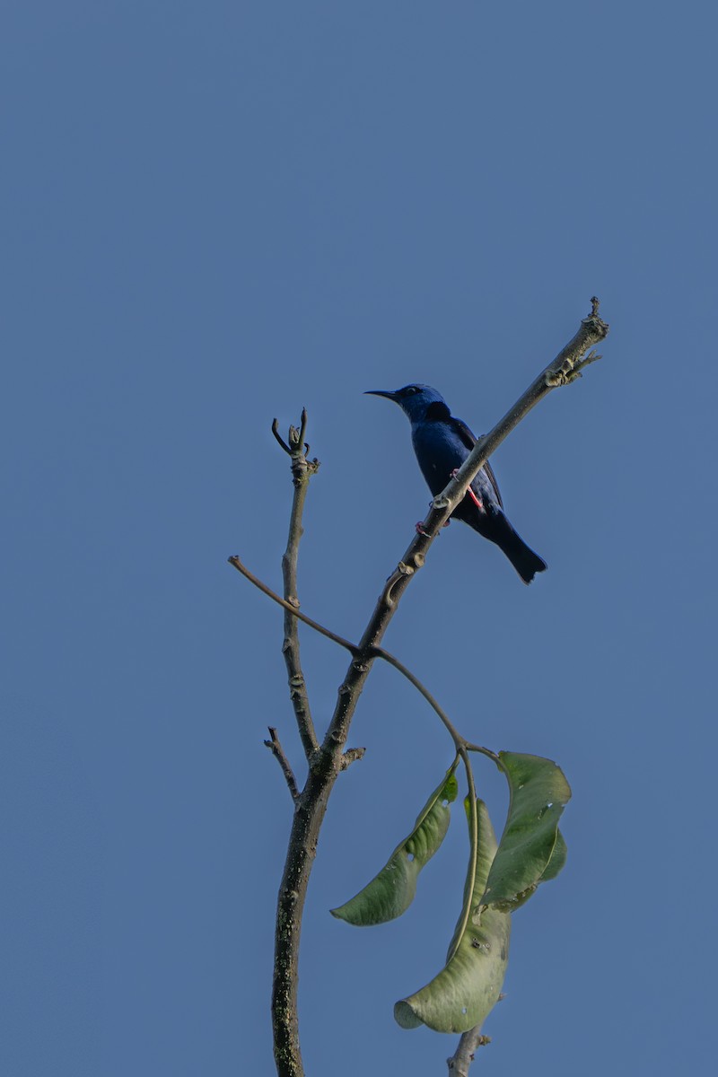 Red-legged Honeycreeper - ML639552496
