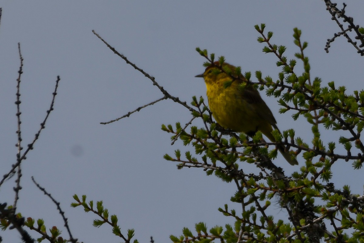 Palm Warbler - ML639552509