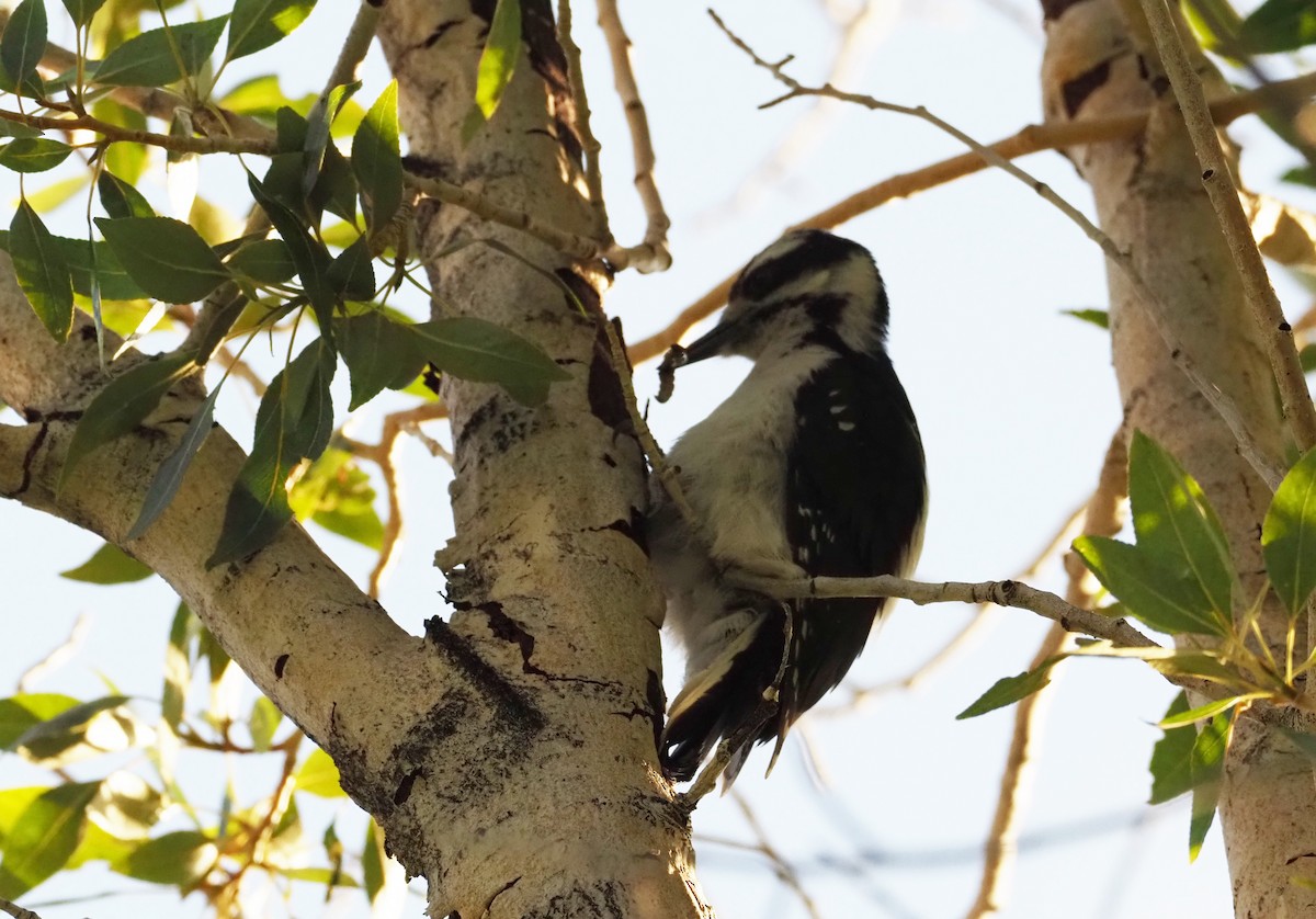 hårspett - ML639552512