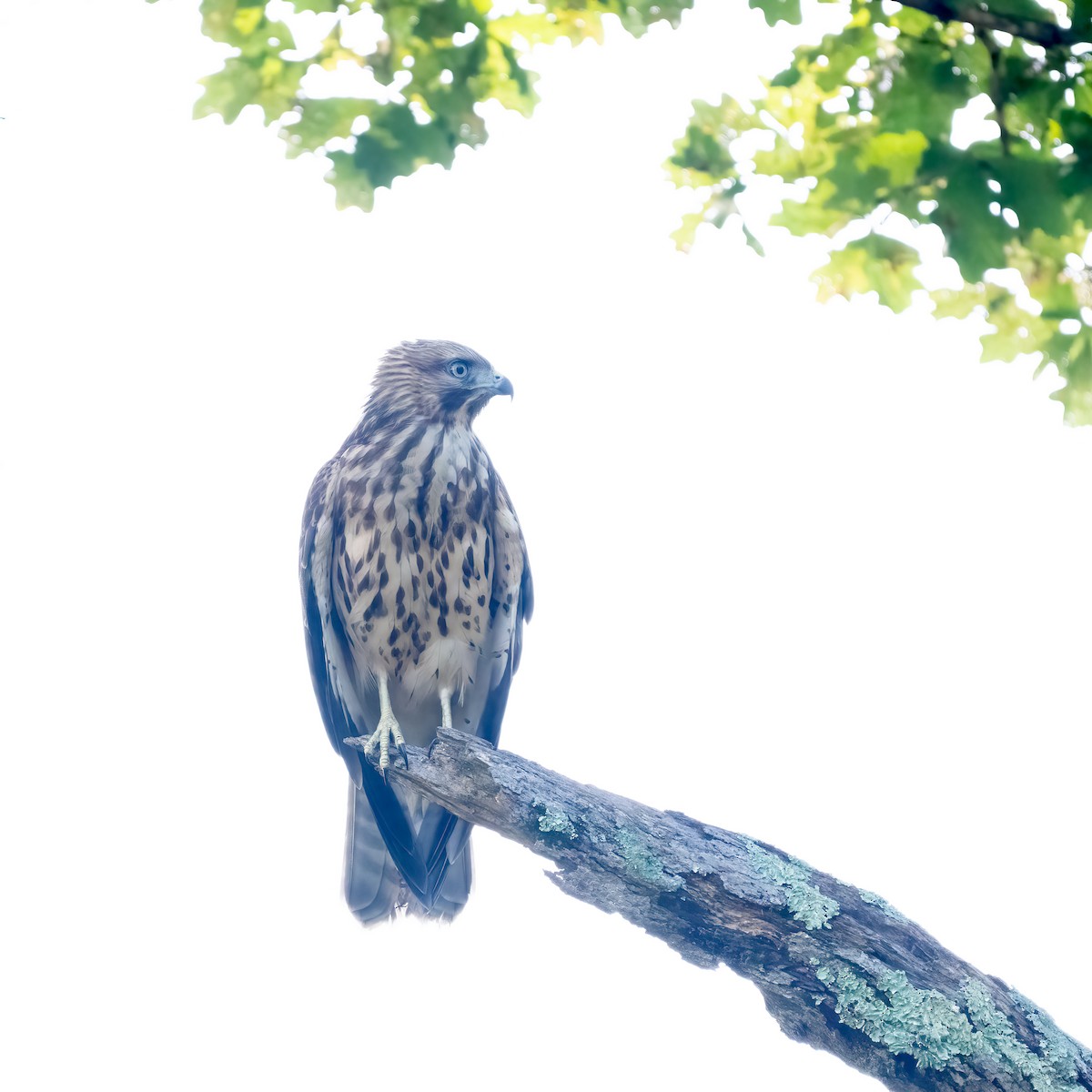 Red-shouldered Hawk - ML639552568