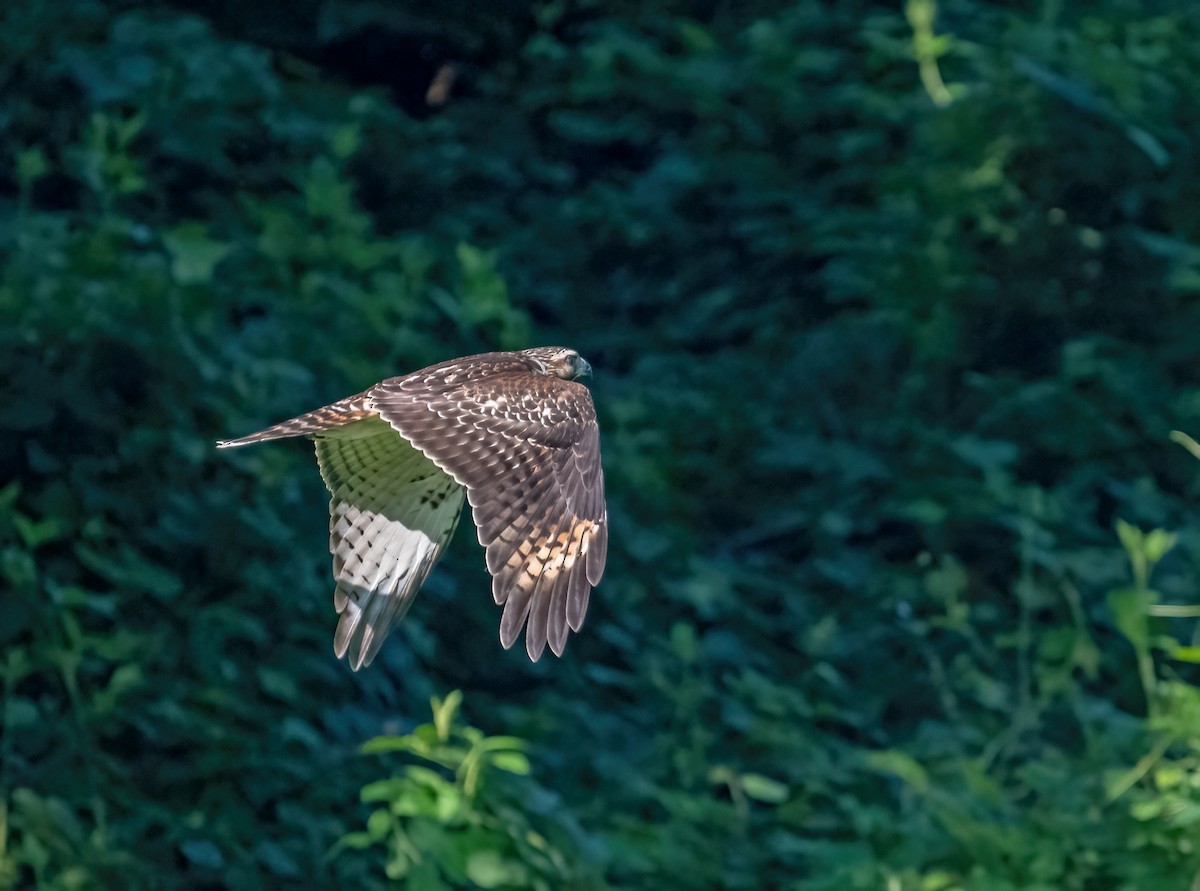 Red-shouldered Hawk - ML639552569