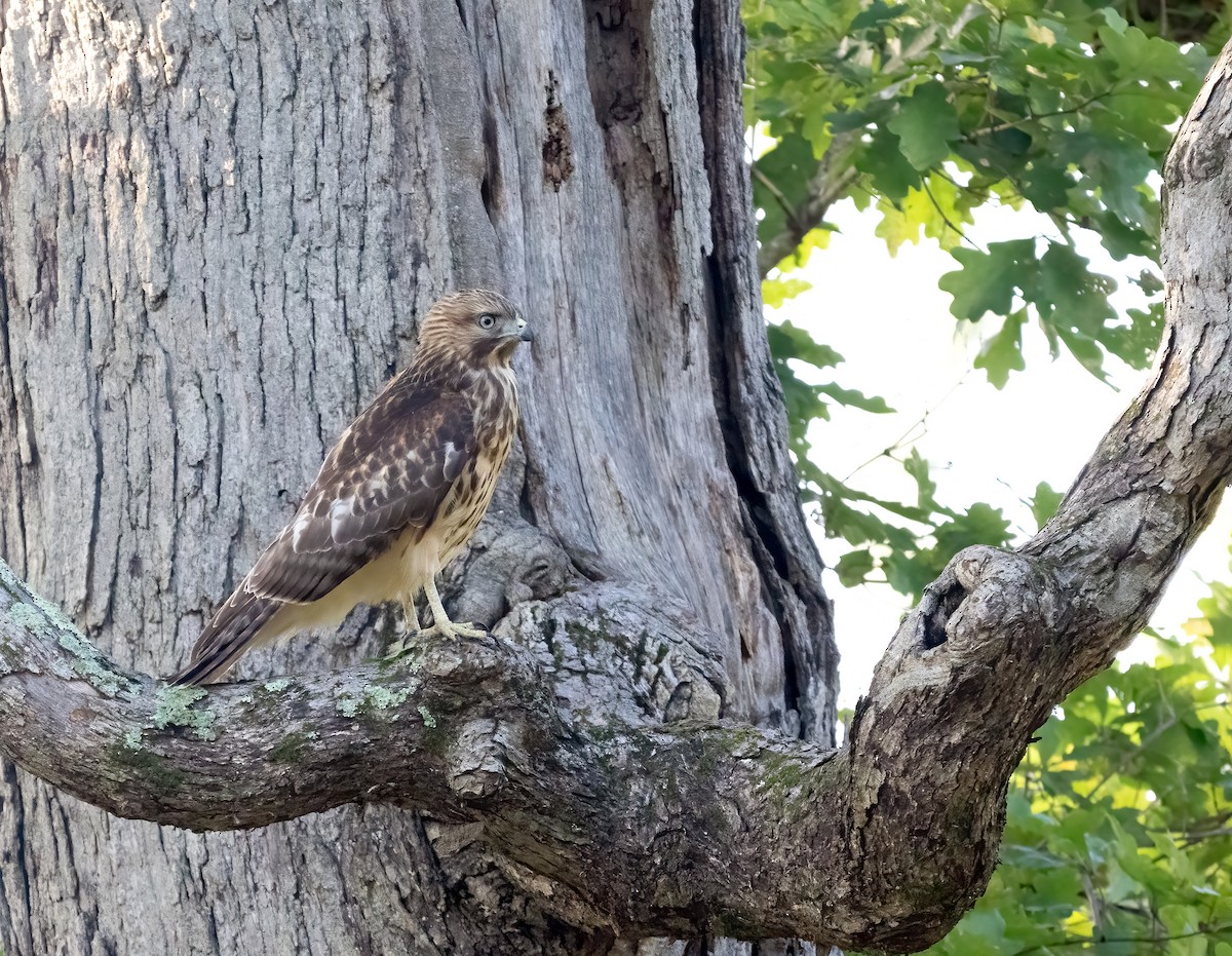 Red-shouldered Hawk - ML639552570