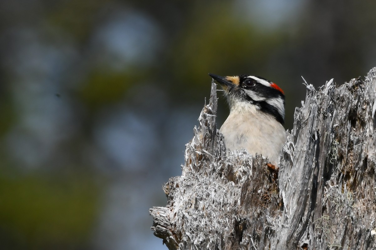 Downy Woodpecker - ML639552578