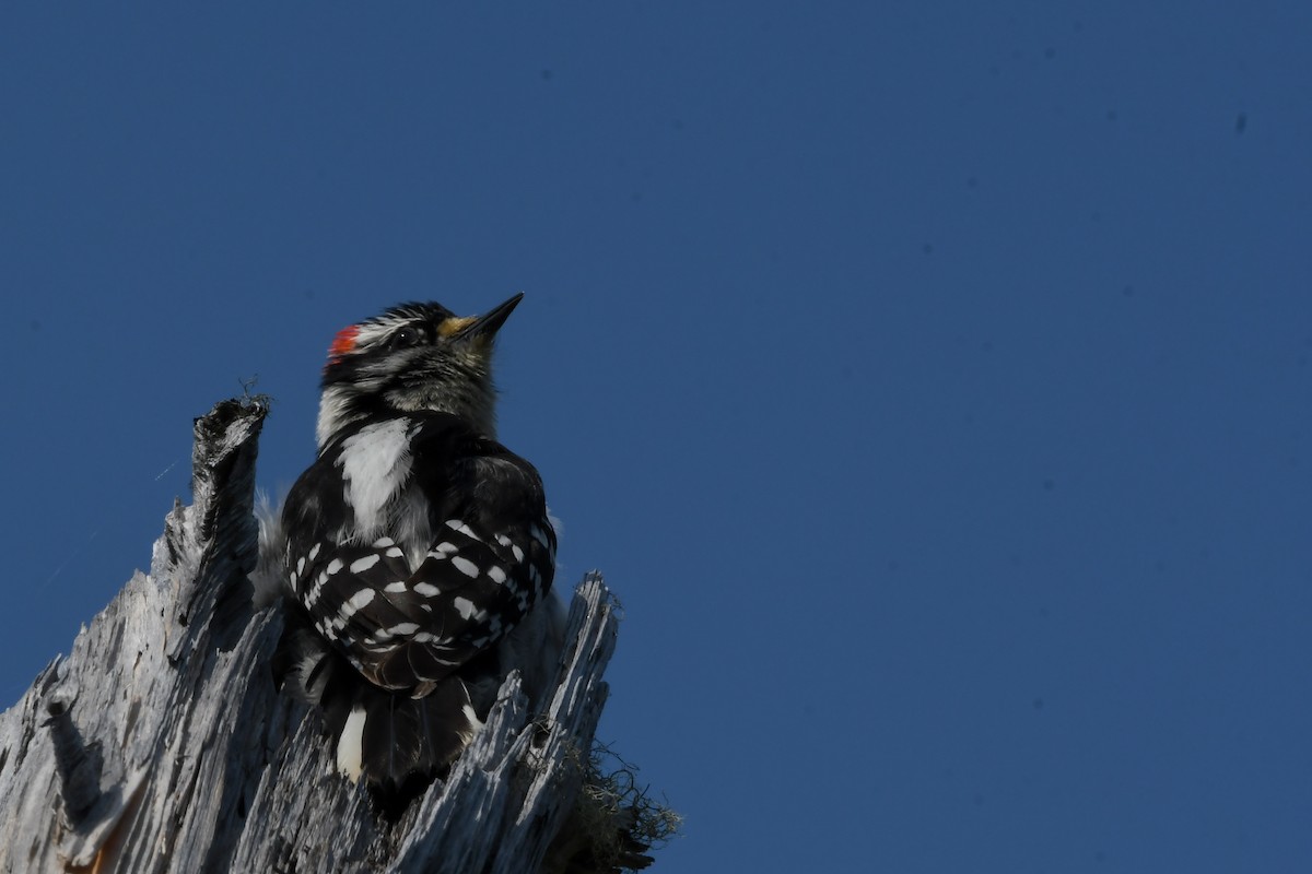 Downy Woodpecker - ML639552579