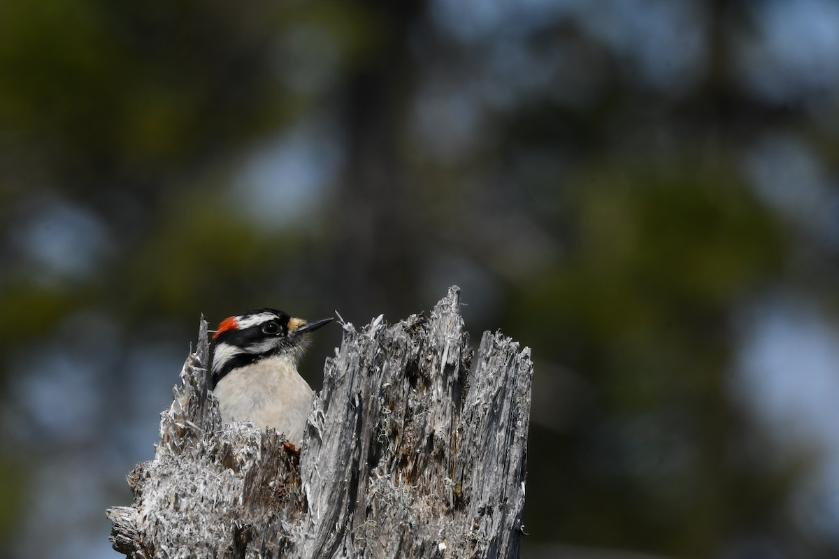 Downy Woodpecker - ML639552580