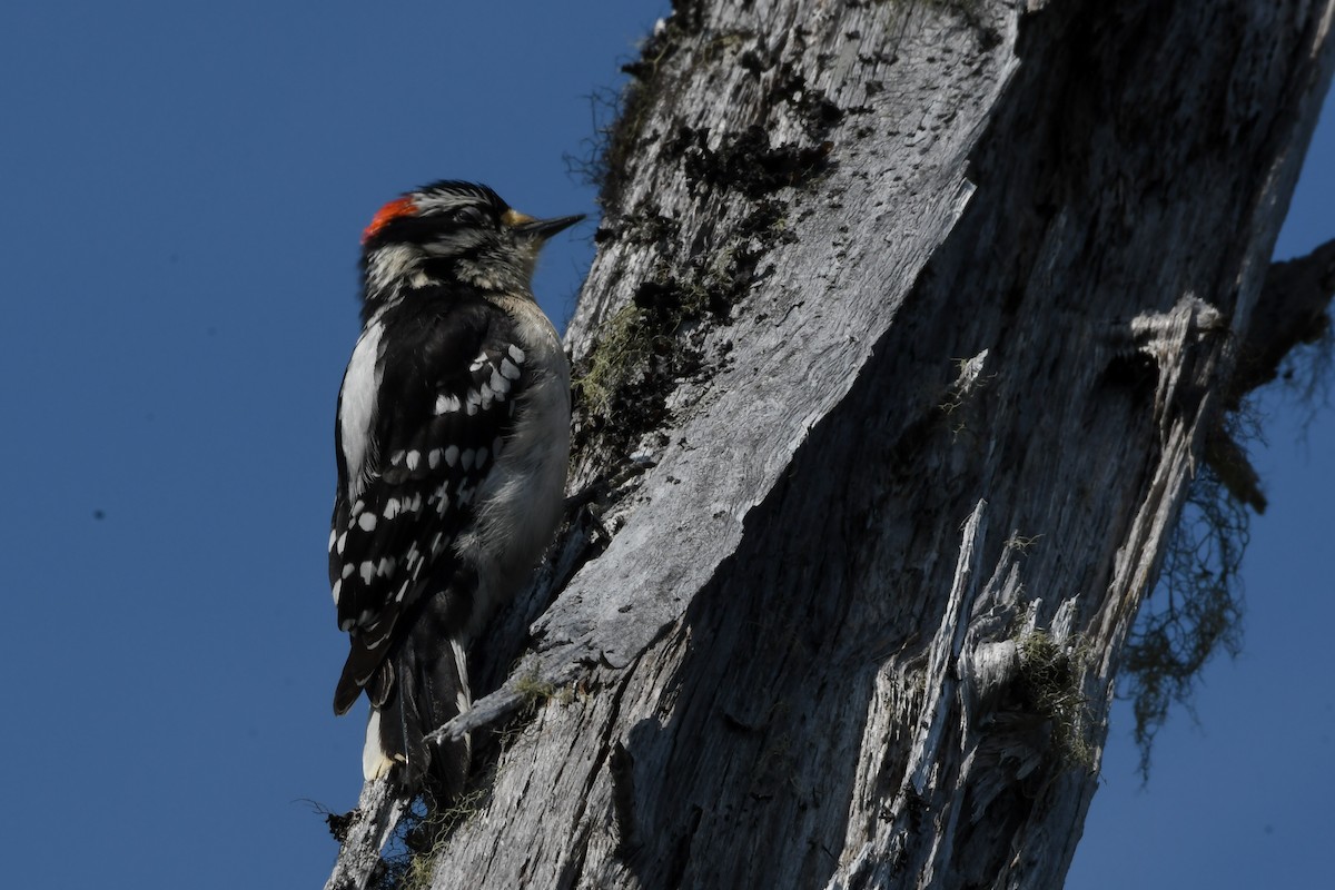 Downy Woodpecker - ML639552581