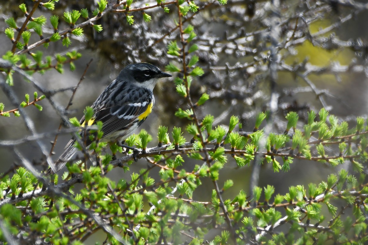 Yellow-rumped Warbler - ML639552592