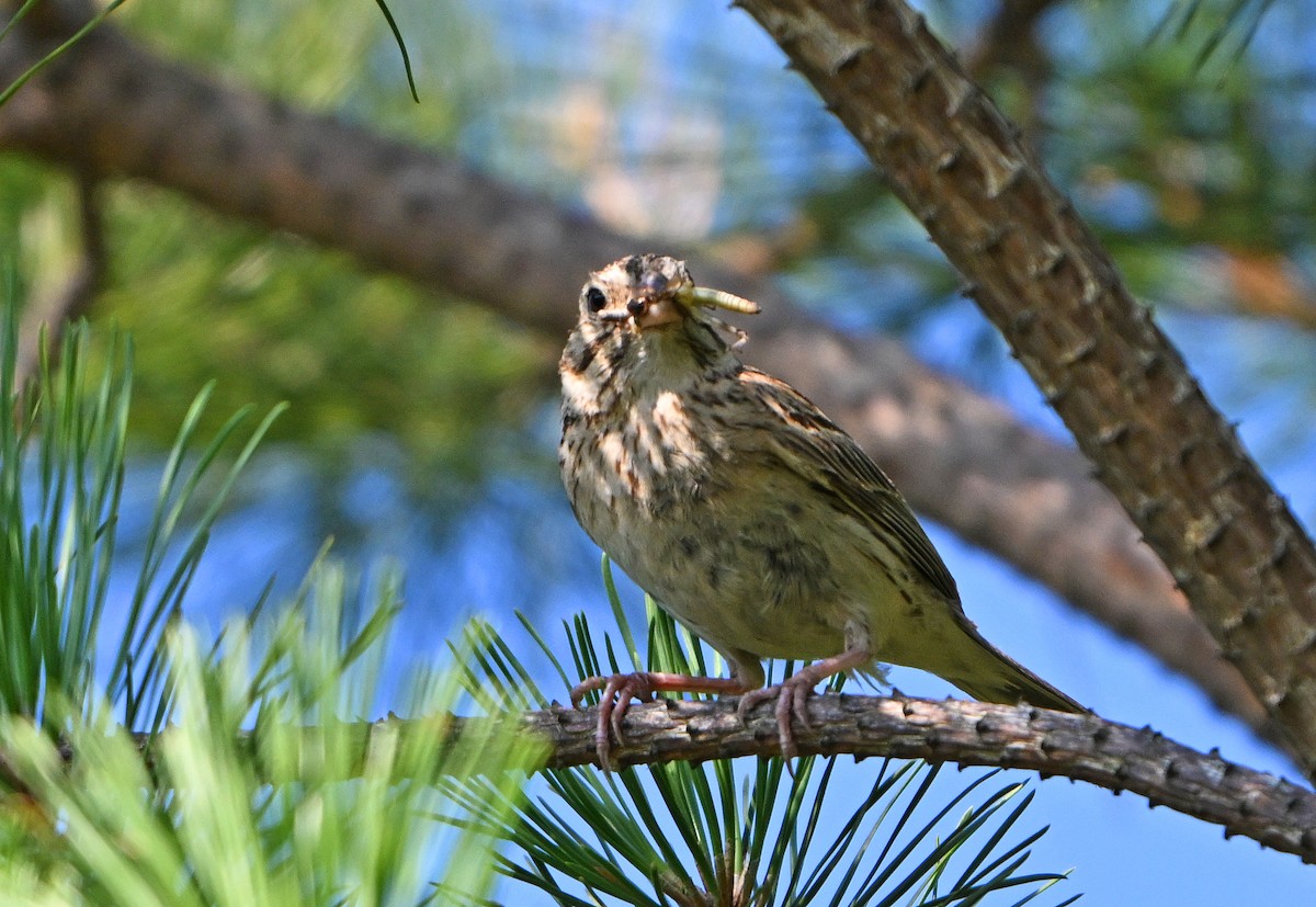 Vesper Sparrow - ML639552608