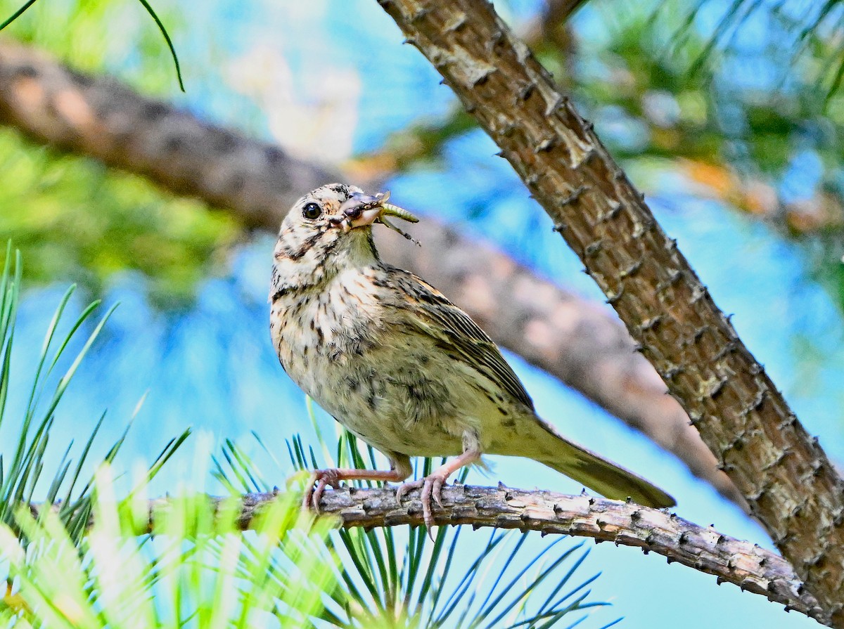 Vesper Sparrow - ML639552609