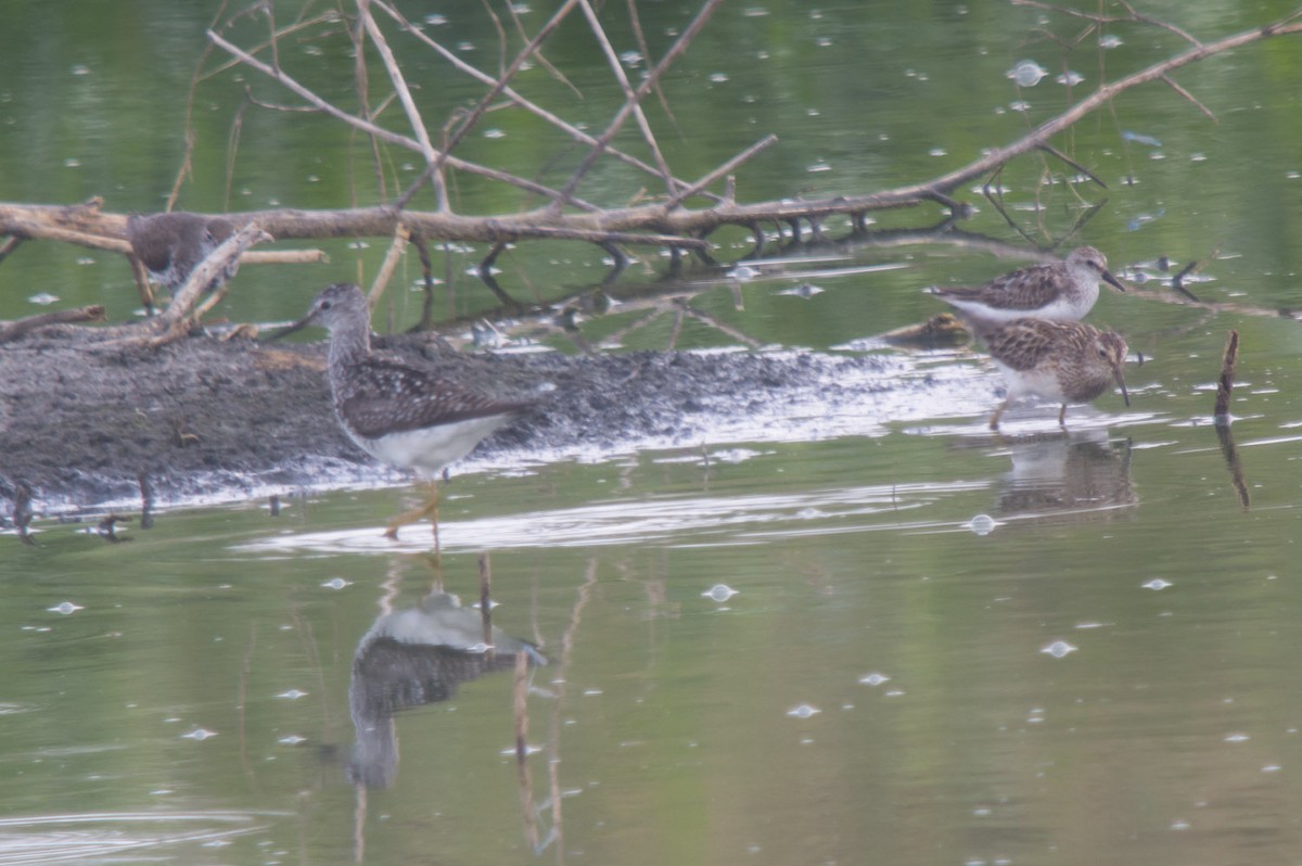 Pectoral Sandpiper - Michael Todd