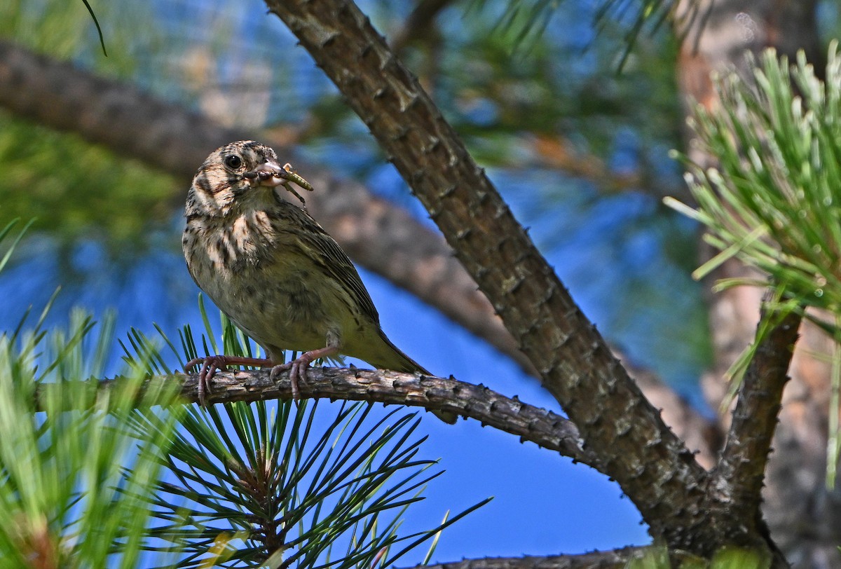 Vesper Sparrow - ML639552614