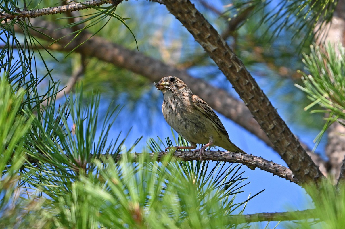 Vesper Sparrow - ML639552616