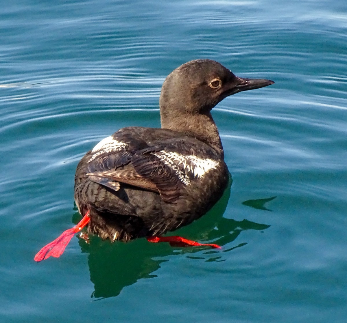 Pigeon Guillemot - ML639552686