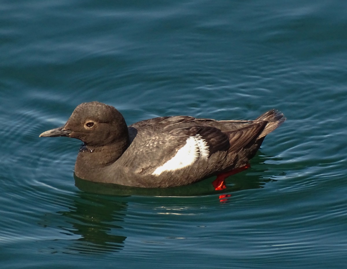 Pigeon Guillemot - ML639552687
