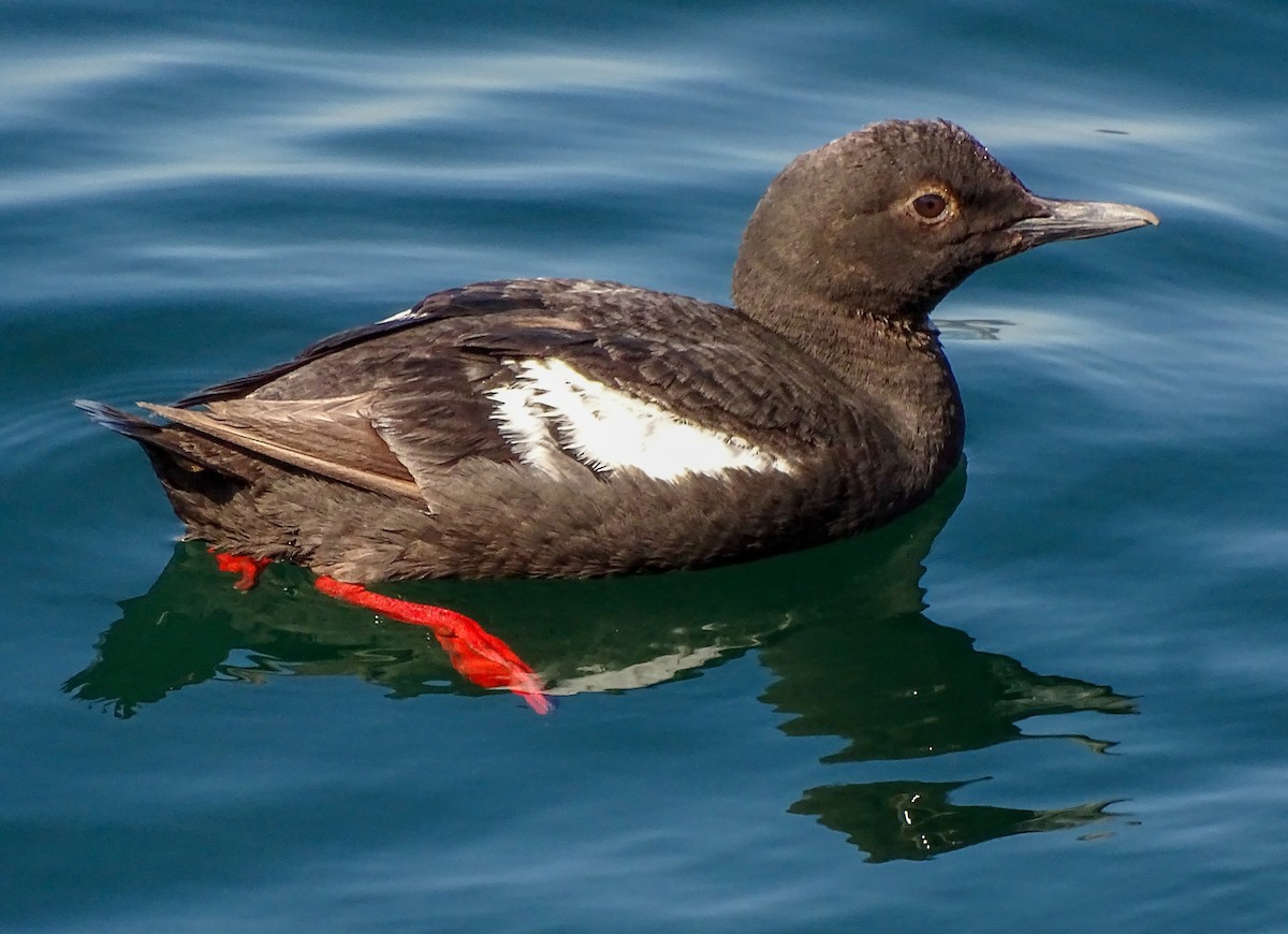 Pigeon Guillemot - ML639552688