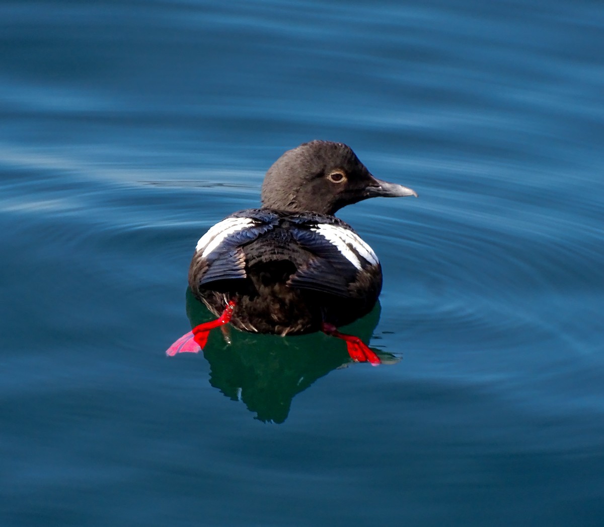 Pigeon Guillemot - ML639552689