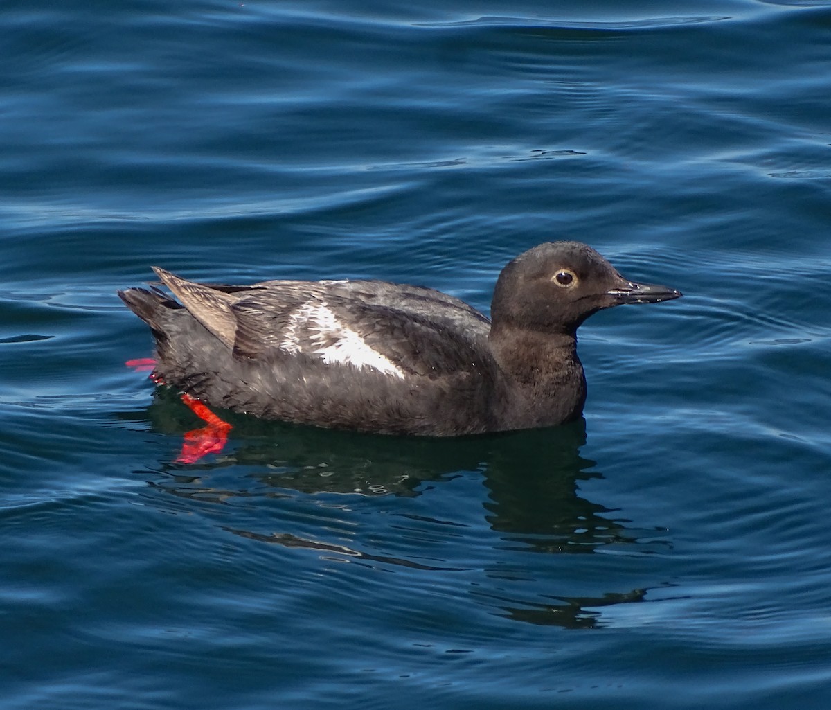 Pigeon Guillemot - ML639552690