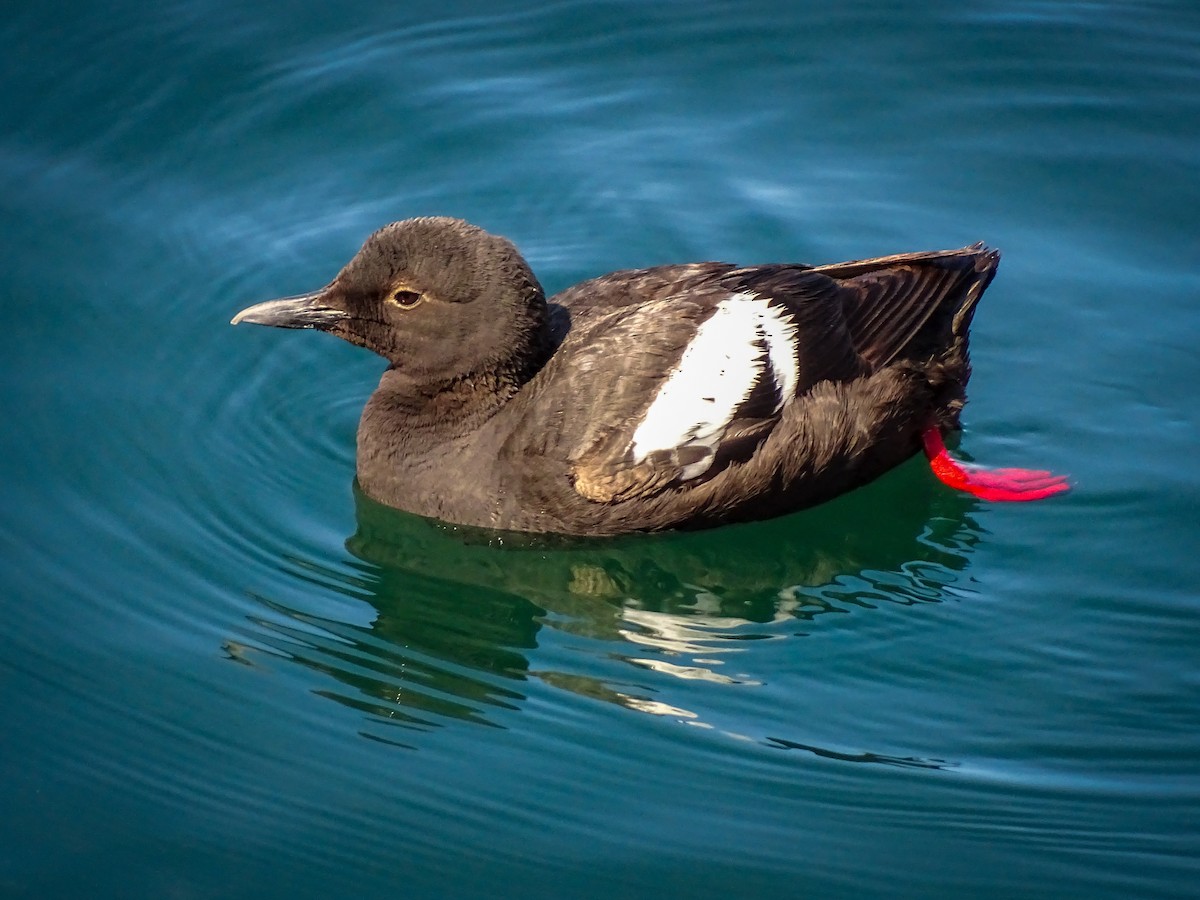 Pigeon Guillemot - ML639552691
