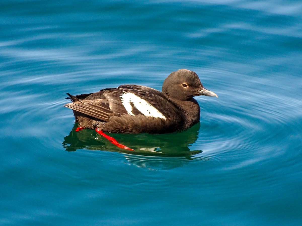 Pigeon Guillemot - ML639552693