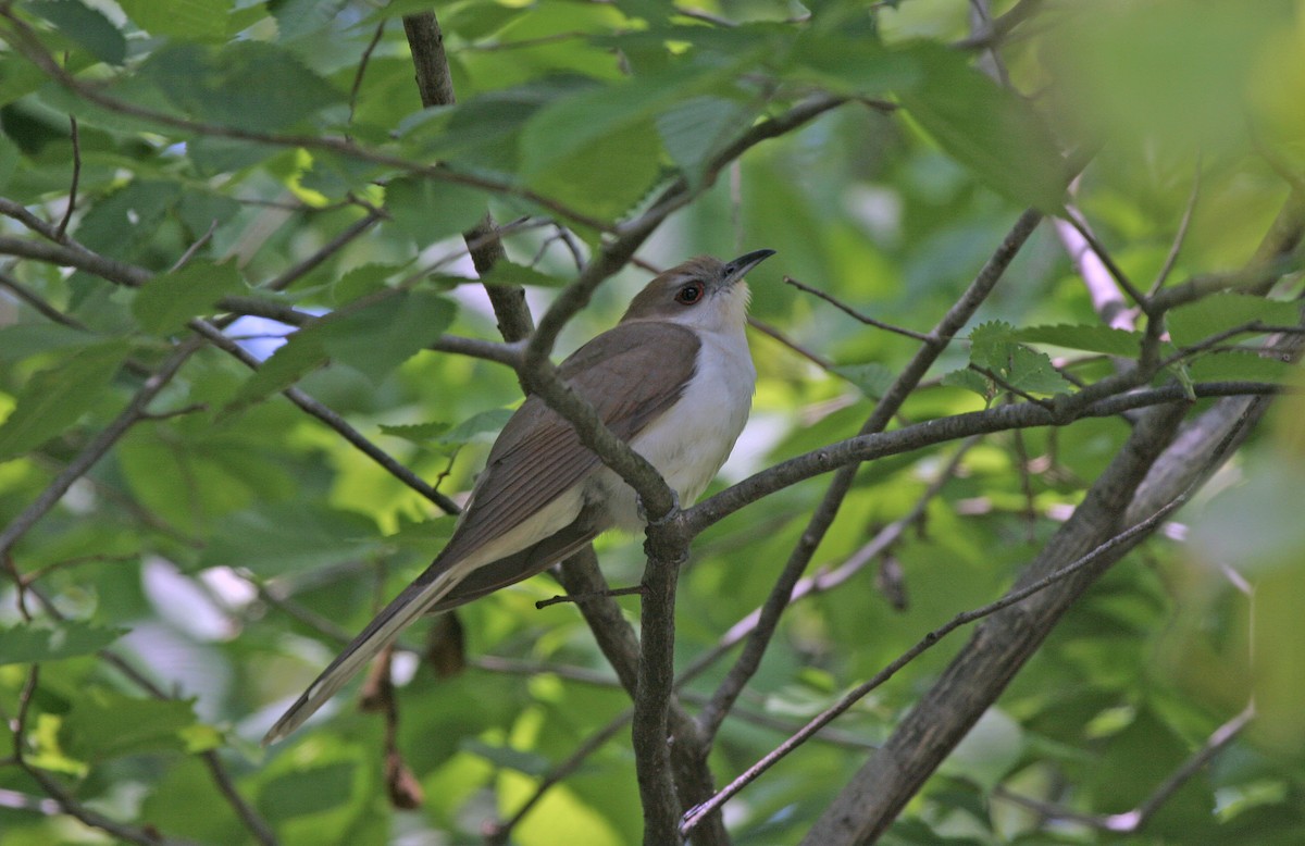 Black-billed Cuckoo - ML639552712