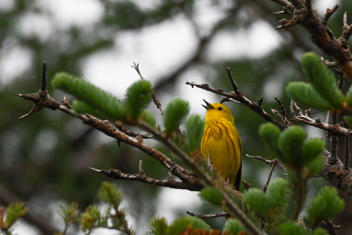 Northern Yellow Warbler - ML639552760