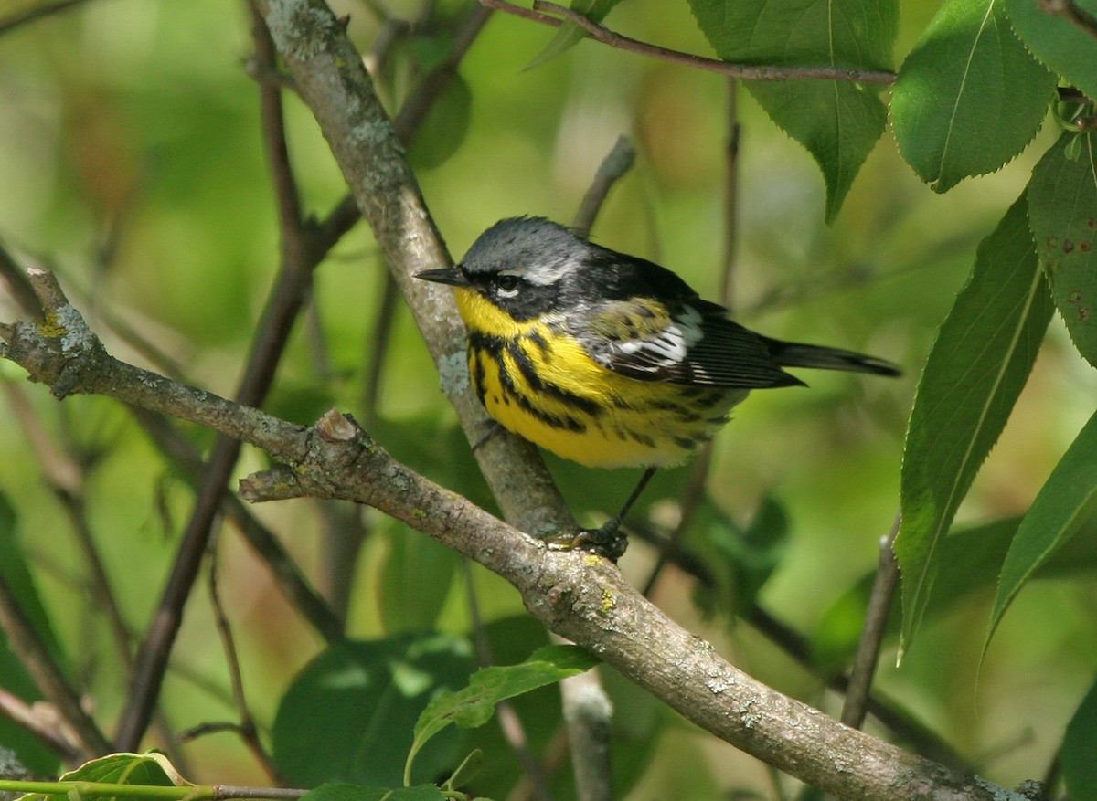 Magnolia Warbler - ML639552786